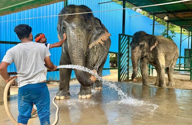 Delhi : Sunrise Taj Mahal & Elephant conservation - All Inclusive