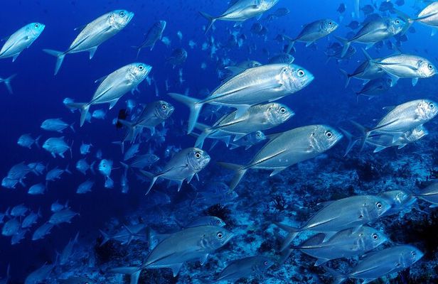 Diving Exploration around the Pass of Belle Mare Mauritius