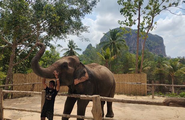 Experience Krabi Elephant care and bath in Ao Nang