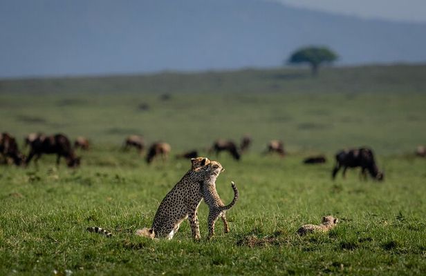  Private 6-Day Kilimanjaro Tour with Transportation