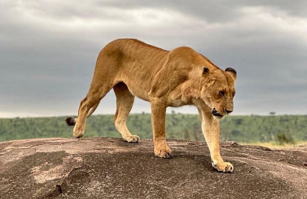 Full-Day Guided Safari in Masai Mara with Hotel Pickup