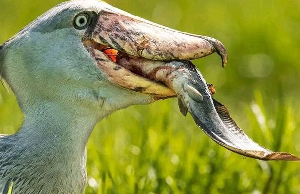 Shoebill Stork and Birdwatching Tour at Mabamba swamp