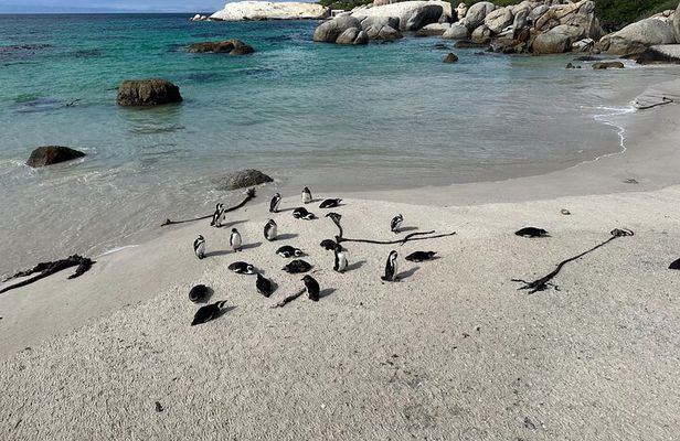 Penguins and Cape of Good Hope Private Tour Entrance fee Included