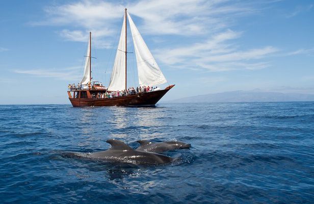 Respectful Whale Watching on a Wooden Boat and Swim