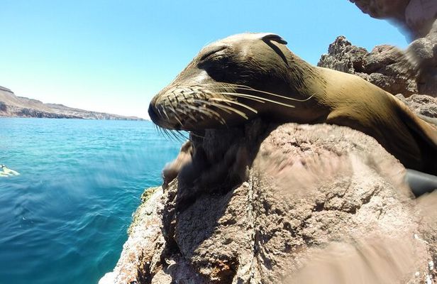 Holy Spirit Island Tour Sea Lions Snorkeling and Beach