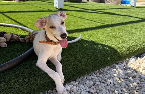 Coffee Cake and Cuddles with Rescue Puppies in a Sea View Villa