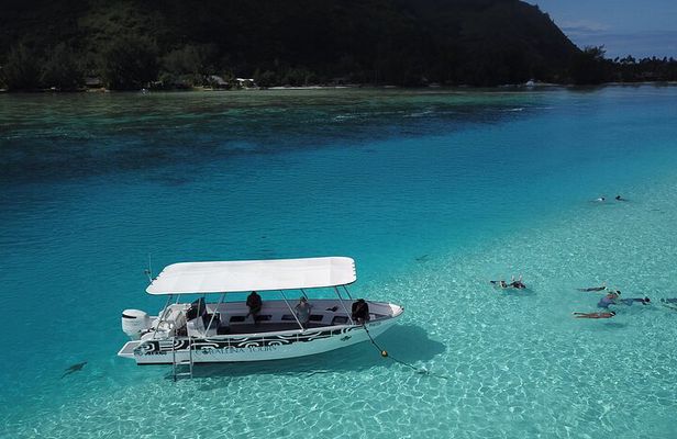 Snorkeling Lagoon Cruise and Whale Watching in Moorea