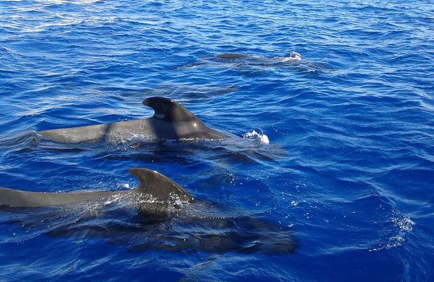Discover whales in Tenerife: yacht tour with bath and lunch