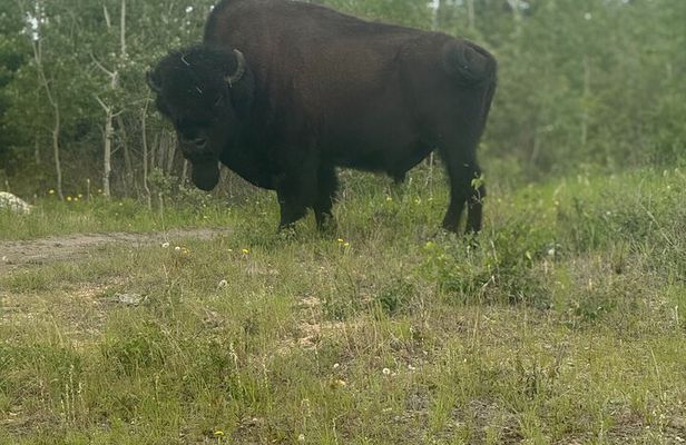 Bison Highway Wildlife Tour