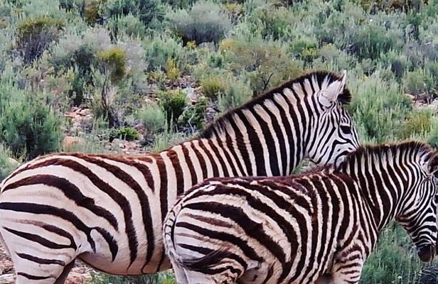 Cape Town Big Five Game Reserve Drive with Lunch