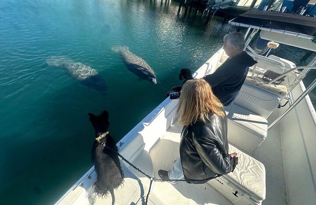 Manatee and Wildlife Boat Tour