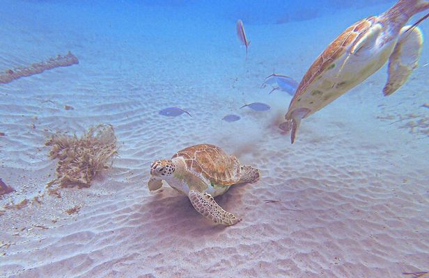 Turtle encounter, Hidden cave and Beach Tour