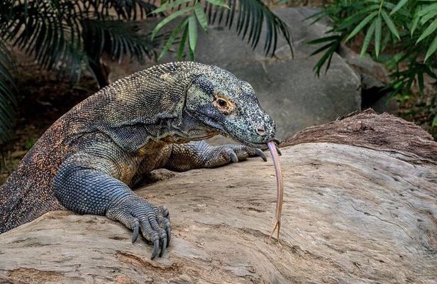 Komodo Day Tour by Speed Boat