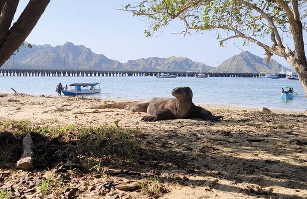 Sailing to Komodo island trip 4D 3N from lombok