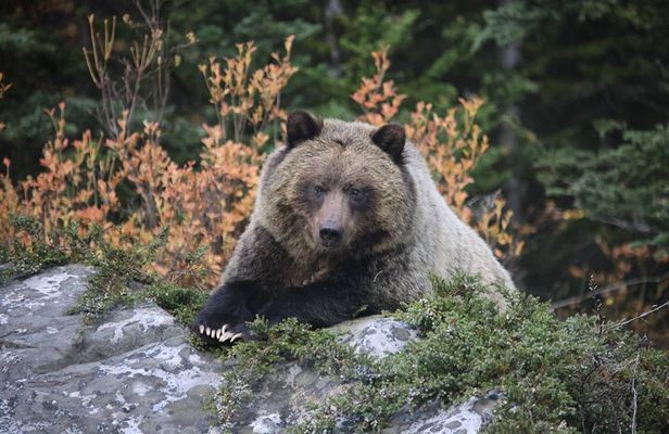 Guided Tour to Banff Highlights & Wildlife With Gondola Admission