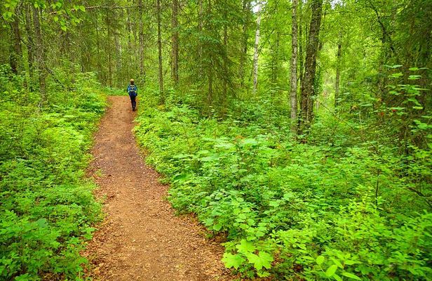 Talkeetna Lakes Hike Guided by a Naturalist