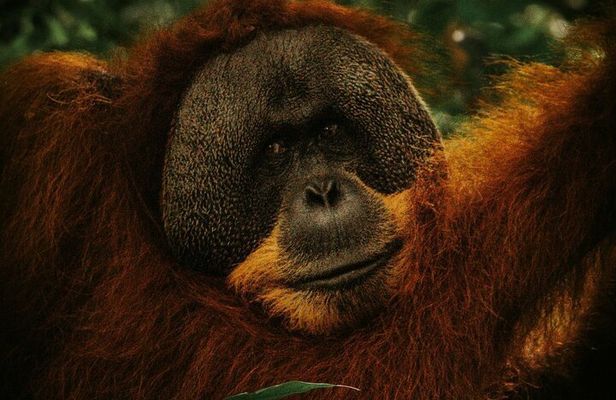 From Medan 1 day Bukit Lawang Jungle Trekking to see Orangutan