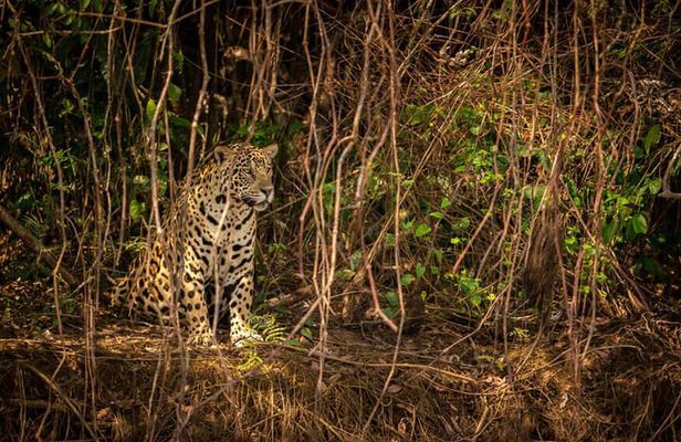 2-Days Wilderness Escape to Pench National Park from Nagpur