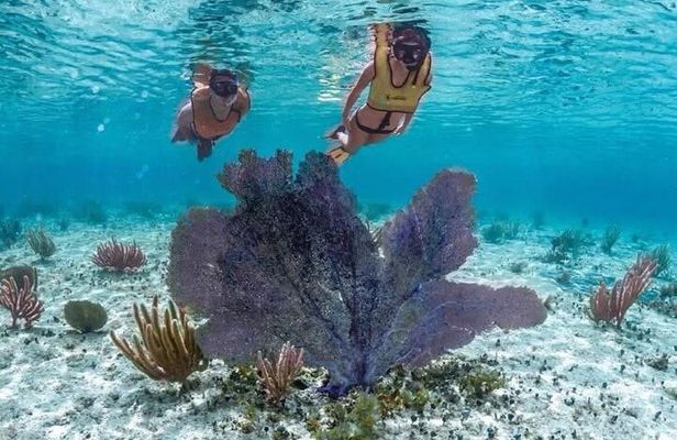 Ultimate Combo: Beach Brake, Buggy Shore Excursion & Snorkeling