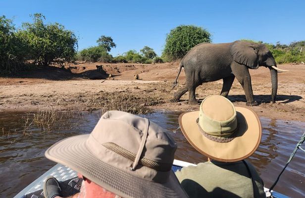 Gentle Giants at the Water’s Edge: Half day Chobe River Safari