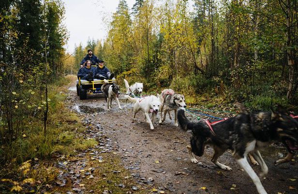 3Km Husky Tour & Kennel Visit: Running with the Pack in Autumn