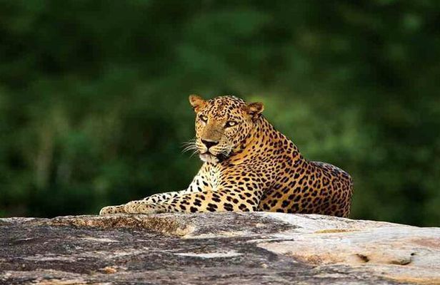 Sri Lanka 4WD Tissamaharama Tour Experience