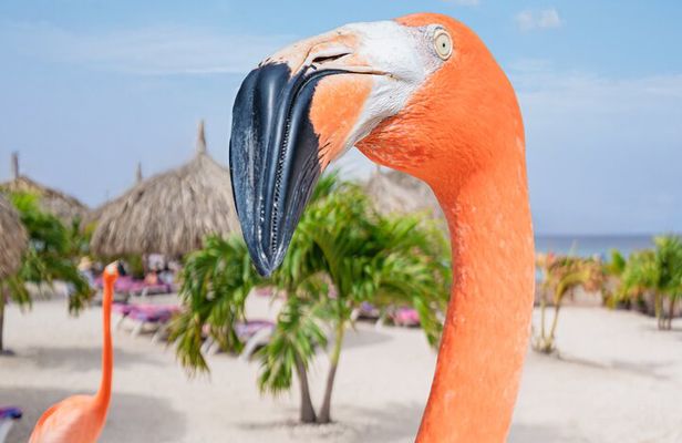 Aruba De Palm Island All-Inclusive Day Trip with Transport