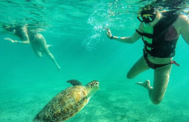 Explore Akumal: Private transportation and Turtle Swim Adventure 