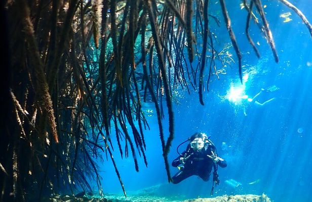 Discover Scuba Diving at Casa Cenote No Certification Needed