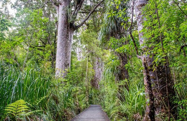 Guided Puketi Kauri Forest Tour in Bay of Islands
