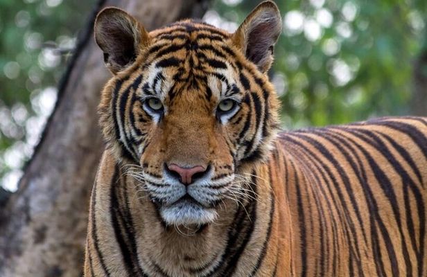 Explore Nagarhole National Park and Namdroling Monastery