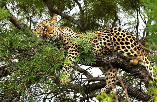 From Roar to River: Chobe’s Ultimate Sunrise-to-Sunset Safari