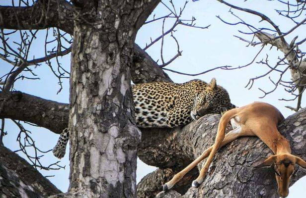 Chobe Sunrise Leopard and Lion Safari Tracking
