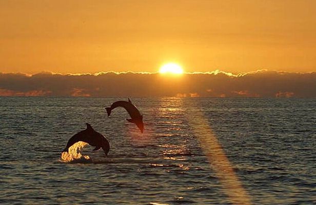 Medulin: 85% Dolphin Sunset Cruise, All-Inclusive & Face Painting