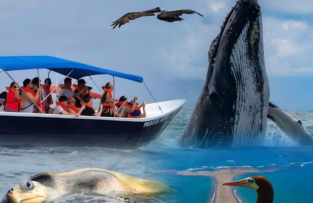 Peninsula of Life Natural Experience with Humpback Whales