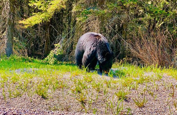 Private Full Day Experience Banff and Canmore Tour