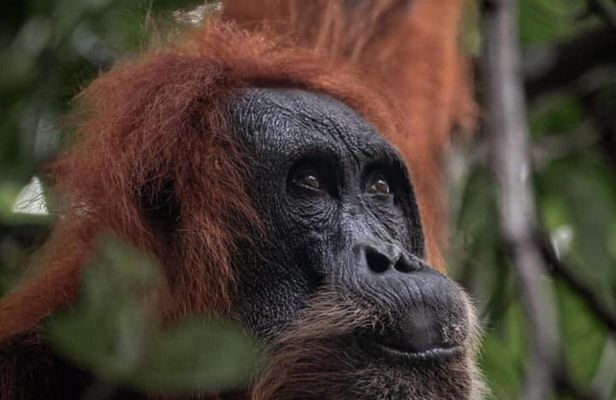 1 Day Ethical Jungle Trekking