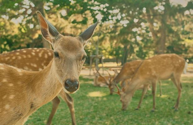 Osaka＆Nara Private Highlights Customizable Tour English Driver