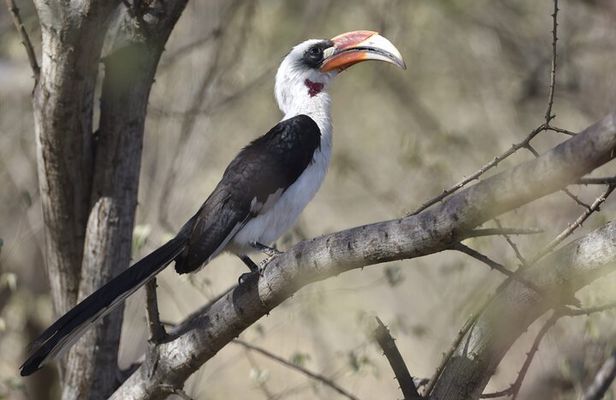 7-Day Northern Tanzania Birdwatching and Wildlife Safari