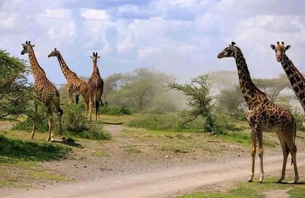 Mikumi Day Trip by Flight From Zanzibar