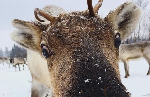 ROVANIEMI: Reindeer Farm Visit and Walking