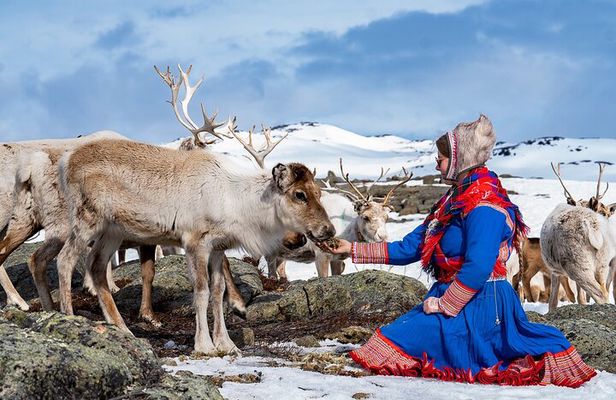 Reindeer Safari And Wild Arctic Meal