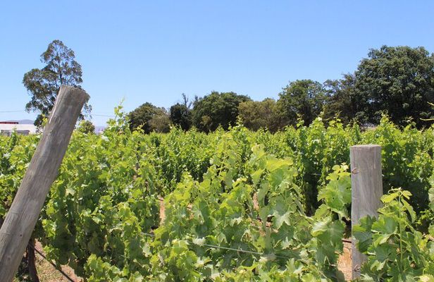 A Hop-On Hop-Off Wine Tour Service from Casablanca 