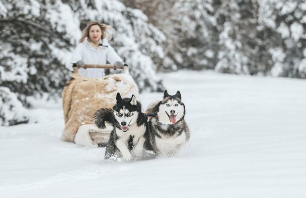 Husky Sprint 2 km Winter Sled Ride and Farm Visit