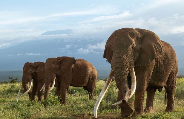 5 Days Group Joining Safari through Northern Circuit Destinations