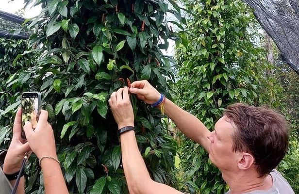 Discover Kampot Countryside, Pepper farm & Bokor Mountain 