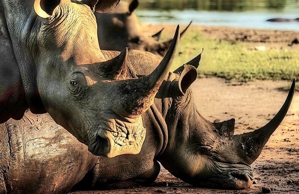 Rhino Trekking + Safari in the Bush near the Zambezi River