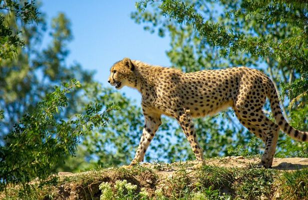 6 Days Luxury Safari Through Tarangire, Serengeti & Ngorongoro.