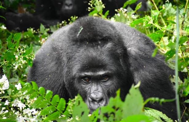  3-days Gorilla trekking and Batwa community visit