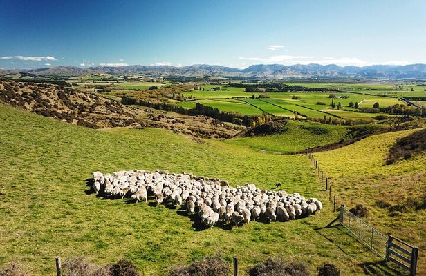 Merino Farm Experience